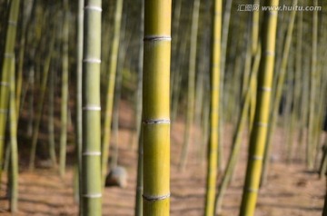 广东韶关南雄帽子峰竹林