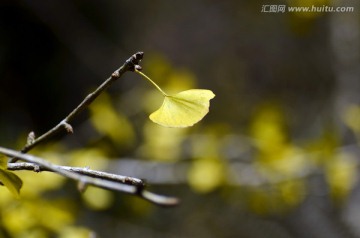 广东韶关南雄帽子峰杏叶