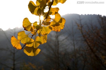 广东韶关南雄帽子峰杏叶