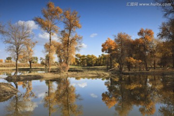 水中胡杨