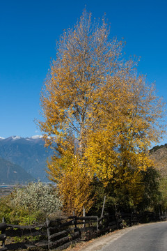 西藏风光 树 竖片 竖构图
