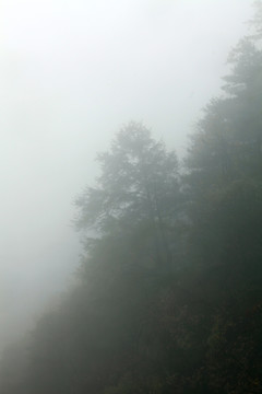 浓雾中的山林