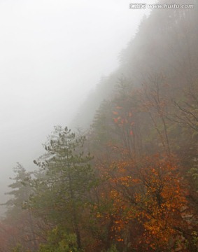 浓雾笼罩的山坡树林