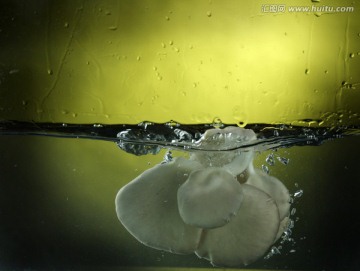 水中的蘑菇
