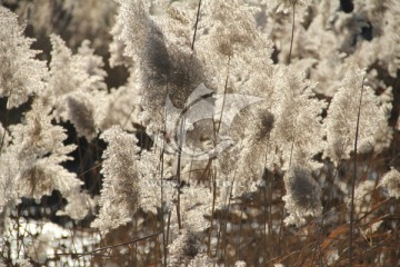 芦苇   芦花   芦苇塘