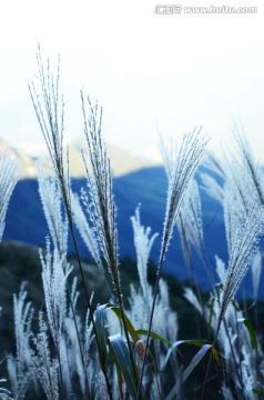 清晨的芦苇