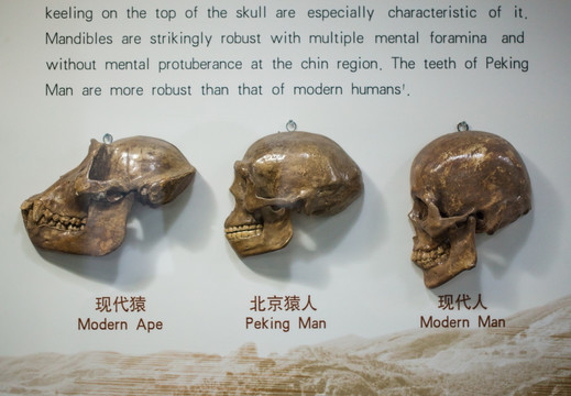 人类进化 头骨