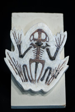 蟾蜍骨骼化石