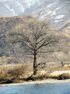 朝鲜枯树