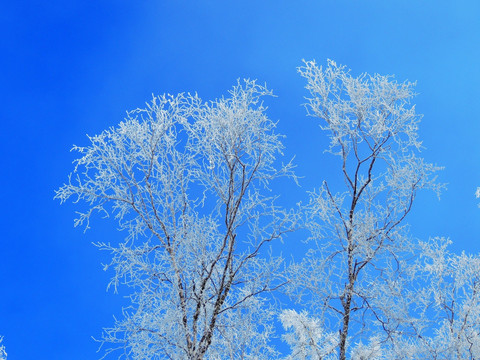 白桦雪枝