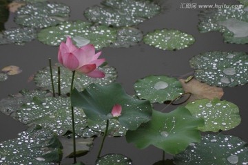 雨中荷花