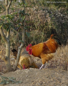 农村土鸡