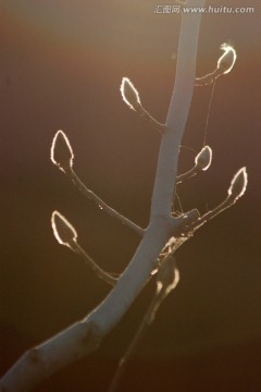 花骨朵 枝子 含苞待放 光晕