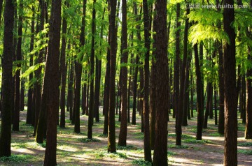 树林