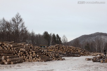 森林 木材