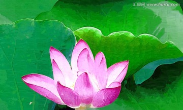 荷花