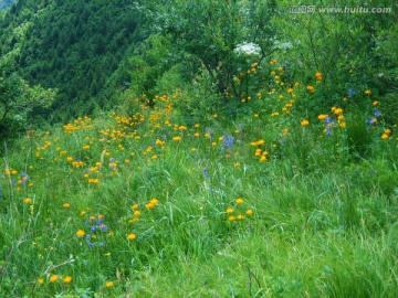 山花烂漫