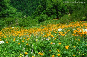 山花烂漫