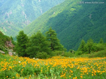 山花烂漫