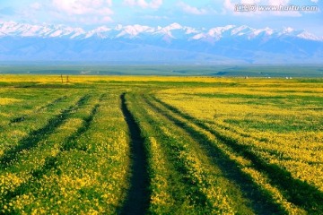 新疆大美草原