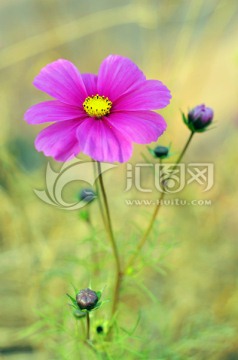 波斯菊