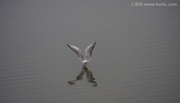 海鸥