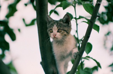 小猫咪咪 动物宠物 小猫上树