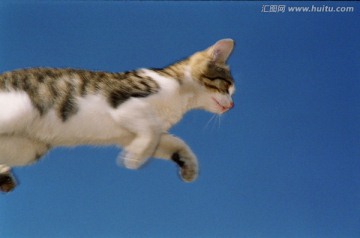 动物宠物 小猫咪咪 勇敢跳跃