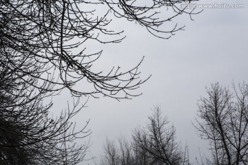 树枝