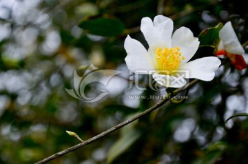 野山茶花