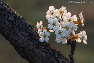 梨花