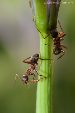 两只小蚂蚁
