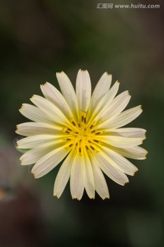 野菊花