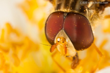 食蚜蝇头部特写 红色复眼