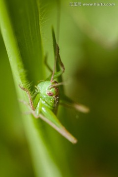 蚂蚱 蝗虫