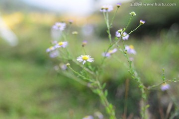 小黄花