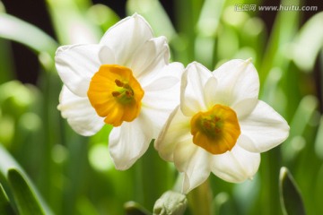 水仙花