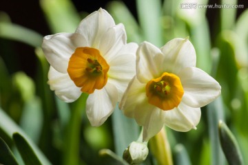 水仙花