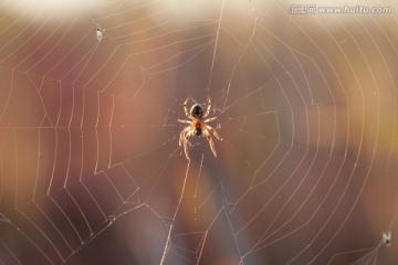 蜘蛛结网 放射状 微距
