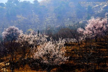 大山深处梨花开