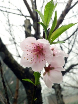 雨中的桃花