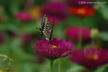 蝴蝶 彩蝶 蝶恋花 动物 昆虫