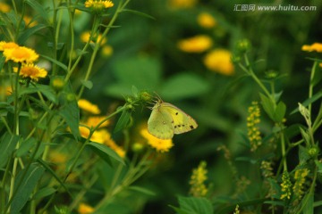 蝴蝶 彩蝶 蝶恋花 动物 昆虫