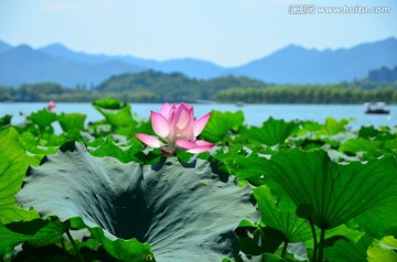 高清西湖荷花
