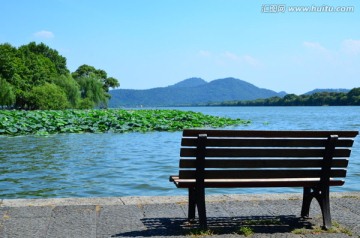 西湖荷花