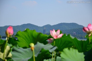 荷花雷峰塔