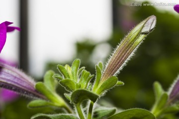 花蕾 牵牛花蕾