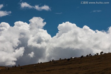 高原牧羊