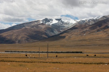 高原牧场 青藏铁路 火车 雪山