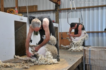 剪羊毛 家庭农场 新西兰基督城